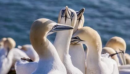 《纪念碑谷3》将迎来免费DLC更新“生命花园”