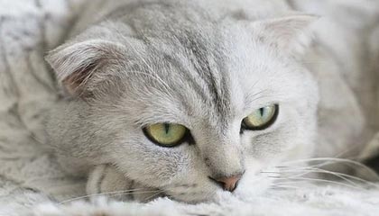 《纪念碑谷3》将迎来免费DLC更新“生命花园”